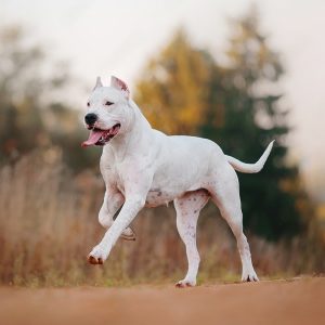 Dogo Argentino blanco feliz corriendo