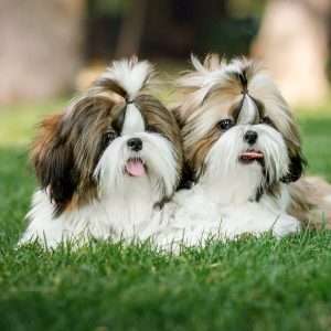 pareja de Shih Tzu en el parque