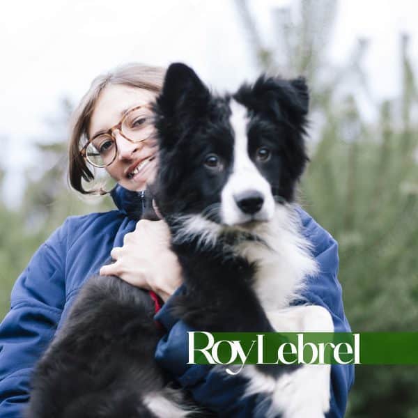 Criadero Roy Lebrel Border Collie - Criaderos De Perros. CL