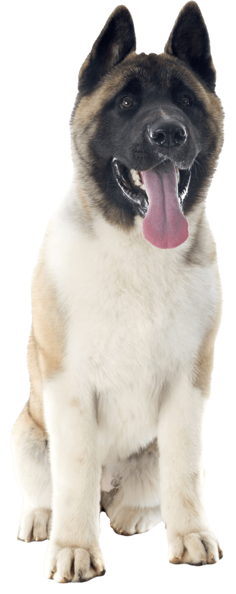 el-akita-americano-criadero-chile-en-criaderosdeperro-cl