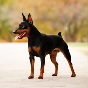 exposición de Pinscher miniatura por criadero