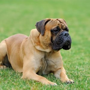 hembra Bullmastiff