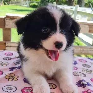 Cachorro border collie blanco negro